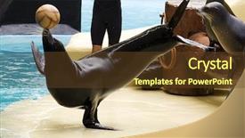  Presentation with lion - Presentation design with sea lion - performing sealion balancing a ball background and a tawny brown colored foreground