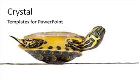  Presentation with turtle - Slides consisting of poor little turtle lying on his back not feeling well background and a white colored foreground