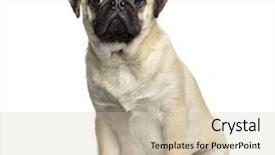  Presentation with old fashioned black and white - Slide set having pug sitting 7 months old background and a soft green colored foreground