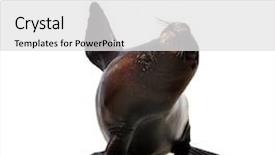  Presentation with white sea urchin - Amazing presentation theme having sea lion isolated over white backdrop and a light gray colored foreground