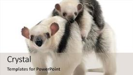  Presentation with mother child - Beautiful presentation theme featuring equilibrio animal - tamandua tamandua tetradactyla mother 3 backdrop and a coral colored foreground