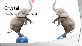  Presentation with funny animal - Presentation with two funny elephants playing background and a white colored foreground