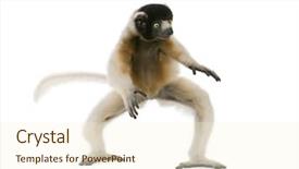  Presentation with old young - Amazing slides having animal movement - young crowned sifaka propithecus coronatus backdrop and a  colored foreground