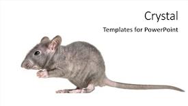  Presentation with rat - Colorful presentation theme enhanced with equilibrio animal - young hairless rat isolated backdrop and a white colored foreground