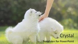  Presentation with human - Slides consisting of animal behavior humans - human hand patting white puppy background and a mint green colored foreground