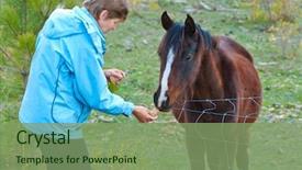  Presentation with blue - Presentation theme with animal behavior humans - woman feeding horse background and a seafoam green colored foreground
