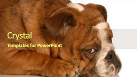  Presentation with animal behaviour - Theme featuring animal behaviour - adorable english bulldog with guilty background and a tawny brown colored foreground