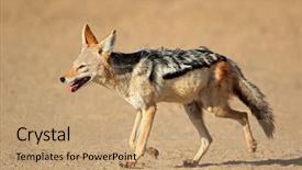 Presentation with animal behaviour - Slide deck consisting of animal behaviour - black-backed jackal canis mesomelas running background and a coral colored foreground