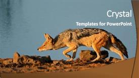  Presentation with animal behaviour - Slide set consisting of animal behaviour - black-backed jackal canis mesomelas stalking background and a seafoam green colored foreground