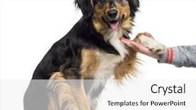  Presentation with animal behaviour - Cool new slide set with animal behaviour - border collie giving his paw backdrop and a white colored foreground