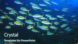  Presentation with animal behaviour - Theme with animal behaviour - coral reef and fish background and a navy blue colored foreground