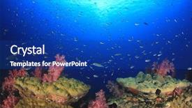  Presentation with animal behaviour - Colorful PPT layouts enhanced with animal behaviour - coral reef and fish backdrop and a ocean colored foreground