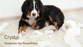  Presentation with dog baby cute child - Audience pleasing presentation design consisting of animal behaviour - cute funny dog lying backdrop and a sky blue colored foreground