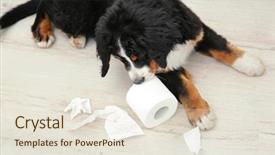  Presentation with dog baby cute child - Audience pleasing presentation theme consisting of animal behaviour - cute funny dog lying backdrop and a lemonade colored foreground