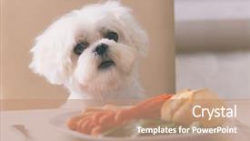  Presentation with animal behaviour - Beautiful PPT layouts featuring animal behaviour - cute white dog maltese sitting backdrop and a coral colored foreground