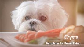  Presentation with dog food - Amazing slide deck having animal behaviour - cute white dog maltese sitting backdrop and a coral colored foreground