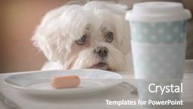  Presentation with dog food - PPT theme consisting of animal behaviour - cute white dog maltese sitting background and a gray colored foreground
