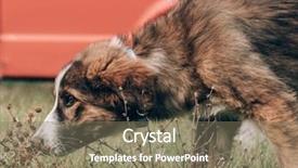  Presentation with dog - Slides having animal behaviour - cute young mixed breed dog background and a  colored foreground