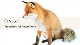  Presentation with fox - Slides consisting of animal behaviour - fox in natural habitat background and a lemonade colored foreground