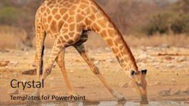  Presentation with benefits of drinking water - Amazing presentation theme having animal behaviour - giraffe giraffa camelopardalis drinking water backdrop and a coral colored foreground