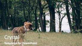  Presentation with lost people matter to god - PPT theme featuring animal behaviour - lost dog walking outdoor background and a  colored foreground