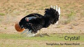  Presentation with animal behaviour - PPT theme consisting of animal behaviour - male ostrich struthio camelus displaying background and a coral colored foreground
