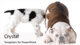  Presentation with animal behaviour - PPT layouts consisting of animal behaviour - one dog sniffing background and a white colored foreground