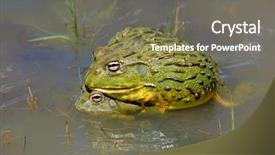  Presentation with war on africa - Slides with animal behaviour - pair of african giant bullfrogs background and a gray colored foreground