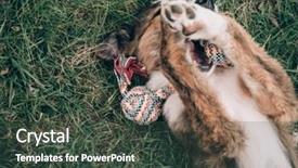  Presentation with cute cat and dog - PPT layouts enhanced with animal behaviour - playful cute dog playing background and a dark gray colored foreground