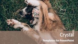  Presentation with cute cat and dog - PPT theme consisting of animal behaviour - playful cute dog playing background and a  colored foreground