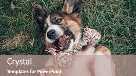  Presentation with dog - Cool new PPT layouts with animal behaviour - playful dog playing with dog backdrop and a coral colored foreground
