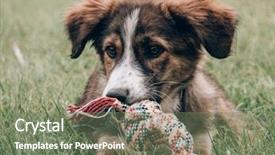  Presentation with toy - Slide set consisting of animal behaviour - playful dog playing with dog background and a  colored foreground
