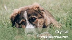  Presentation with animal behaviour - Beautiful slide deck featuring animal behaviour - playful dog playing with dog backdrop and a  colored foreground