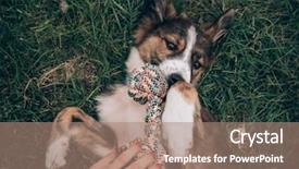  Presentation with toy - PPT layouts featuring animal behaviour - playful dog playing with dog background and a coral colored foreground