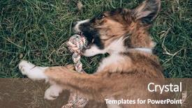  Presentation with dog - Amazing PPT layouts having animal behaviour - playful dog playing with dog backdrop and a  colored foreground