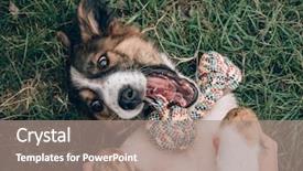  Presentation with dog park dogs plays - Slide deck consisting of animal behaviour - playful dog playing with dog background and a coral colored foreground