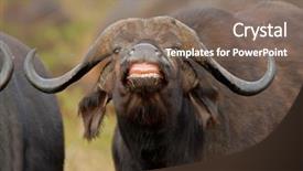  Presentation with south africa - Presentation theme with animal behaviour - portrait of an african background and a coral colored foreground