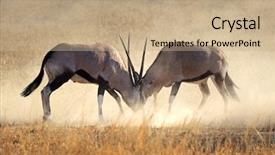  Presentation with animal behaviour - Theme enhanced with animal behaviour - two male gemsbok antelopes oryx background and a coral colored foreground