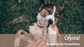  Presentation with animal behaviour - Amazing slide deck having animal behaviour - woman with red nails playing backdrop and a coral colored foreground