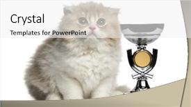  Presentation with fold - Slide set with animal behaviour - young highland fold kitten background and a white colored foreground