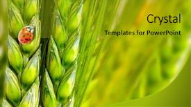  Presentation with ladybug - Colorful presentation enhanced with animal biotechnology - grain and little ladybug natural backdrop and a gold colored foreground