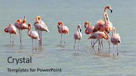 Presentation with salt lake temple - Presentation theme featuring animal bird - flock of flamingos at jan background and a light gray colored foreground