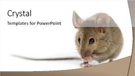  Presentation with cleaning - Slides having animal bird - wood mouse cleaning itself background and a white colored foreground