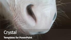  Presentation with nose - Presentation theme featuring animal body part horse nose background and a tawny brown colored foreground