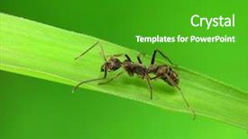  Presentation with ant - Cool new slide deck with animal book - ant backdrop and a shamrock green colored foreground