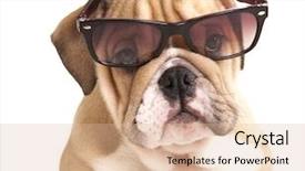  Presentation with dogs - Slides consisting of animal book - dogs in glasses background and a lemonade colored foreground