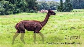  Presentation with breeding - PPT theme with animal-breeding-farm-for-meat background and a yellow colored foreground