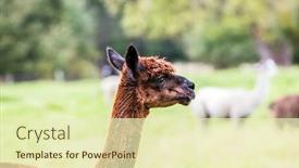  Presentation with breeding - Beautiful presentation theme featuring animal-breeding-farm-for-meat backdrop and a soft green colored foreground