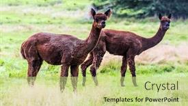  Presentation with breeding - Theme with animal-breeding-farm-for-wool background and a mint green colored foreground