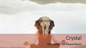  Presentation with animal - Presentation design with animal businessman diplomat mixed media background and a coral colored foreground